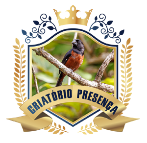 Contato | Criatório Presença - Curió Clássico - Rondonópolis/MT